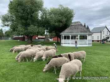 City invites residents to attend sheep leaving parade - Leduc Representative