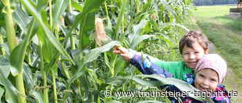 Getreideernte im Landkreis Traunstein fiel insgesamt gut aus - Traunsteiner Tagblatt