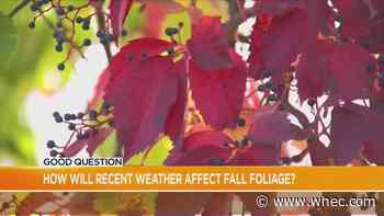 Good Question: How will the recent weather affect the fall foliage?