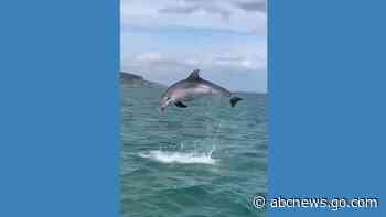 WATCH:  Dolphins surprise paddleboarders off English coast