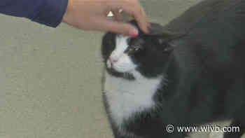 SPCA Serving Erie County needs foster care volunteers