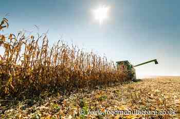 Ingredients for success: grain costs and coating trends