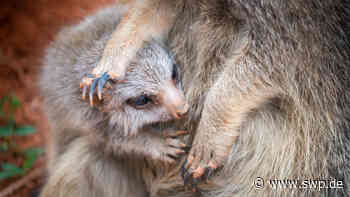 Erdmännchenbaby im Tiergarten Ulm: Was der neue Publikumsliebling jeden Tag so treibt - SWP
