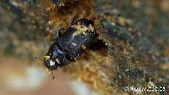 Warrior trees: Distinct DNA of 'survivor' pines may hold the key to mountain pine-beetle resiliency