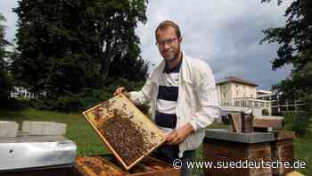 Oberbayern: Kaum regionaler Honig - höhere Preise? - Süddeutsche Zeitung