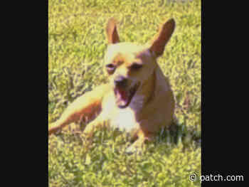 St. Clair Shores: Dogs, Cats, Pets Available For Adoption At Area Shelters - St. Clair Shores, MI Patch