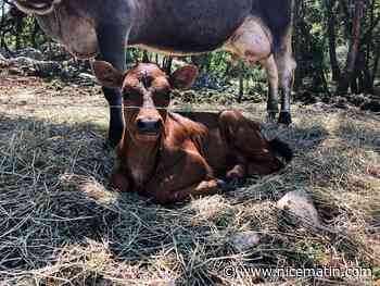 Un homme arrêté en train de dépecer un veau vivant dans un garage à Strasbourg