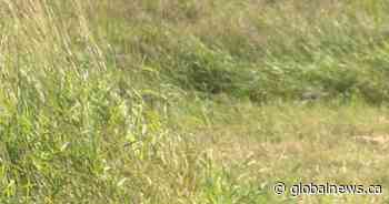 Alberta wetlands critical during drought year