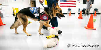 Biden signs bill providing service dogs for struggling veterans