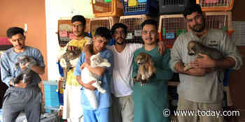 Animal rescue charities race against time to get staff, pets out of Afghanistan