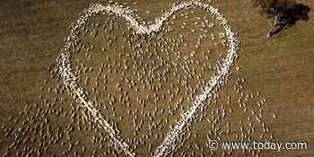 Australian farmer unable to attend aunt’s funeral arranges sheep in heart tribute