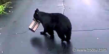 Video shows black bear stealing Amazon package from Connecticut porch