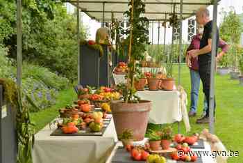 Tomatenfestival met 200 rassen (Kalmthout) - Gazet van Antwerpen