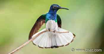 Female hummingbirds dressed in male plumage get harassed less     - CNET