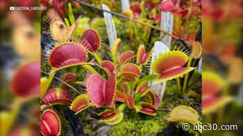 North Bay's California Carnivores has the largest variety of insect-eating plants in the U.S.