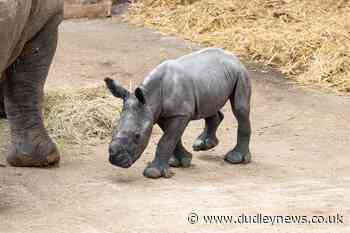 White rhino born at Whipsnade Zoo | Dudley News - Dudley News