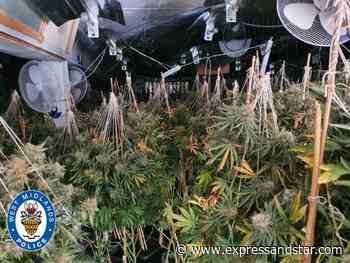 Two arrested after more than 1100 cannabis plants seized from two Dudley properties - expressandstar.com