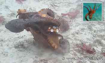 Female octopuses throw shells, silt, and other debris at males who are harassing them