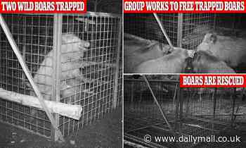 When pigs fly! Wild boars work together to free two piglets trapped inside a cage