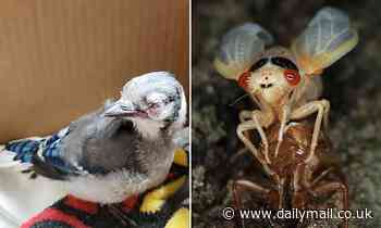 Disease that blinded, killed thousands of US birds may be tied to eating Brood X cicadas