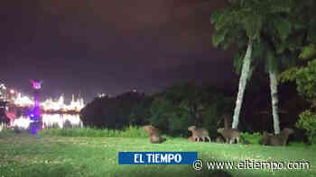 Cientos de chigüiros causan destrozos en exclusivo sector de Buenos Aires - El Tiempo