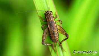 Drought leads to cricket explosion in Manitoba, where serenading insects exhaust residents