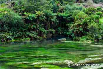 Closing a 25-Million Year Gap Between the “Molecular Clock” and the Fossil Record of Plants