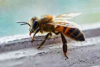 Angry Bees Produce Better Venom – Effective Treatment for Degenerative and Infectious Diseases