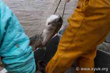 Yukon River Fall Chum And Coho Runs Projected To Be A Tenth Of Their Average Size - KYUK