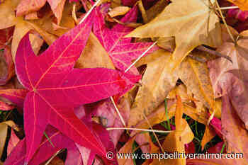 Fall brings mixed bag of weather for Western Canada – Campbell River Mirror - Campbell River Mirror