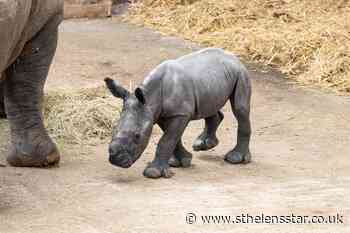 White rhino born at Whipsnade Zoo - St Helens Star