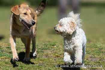International Dog Day: 15 of St Helens' best dogs - St Helens Star