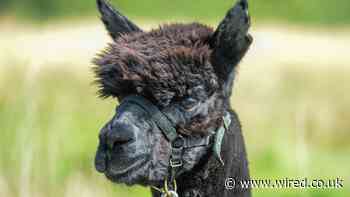 The wild science of how Geronimo the alpaca captured our hearts