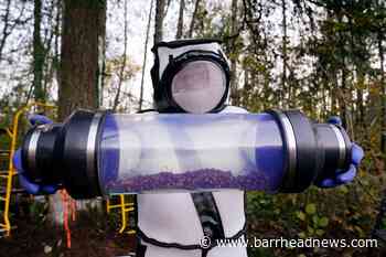 Asian giant hornet nest destroyed in Washington state - Barrhead News