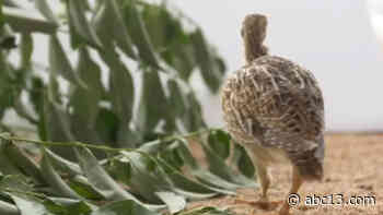 Houston Zoo helps save an iconic Texas bird from extinction - KTRK-TV
