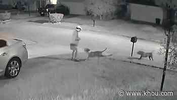 Video shows dogs viciously attacking man outside Houston-area home; armed neighbor helped scare them away - KHOU.com