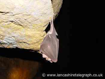 International Bat Night: The best places to go bat watching in Lancashire