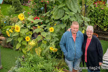 Dresden: 4,30 Meter - Gisela hat (vermutlich) Sachsens größte Sonnenblume! - TAG24