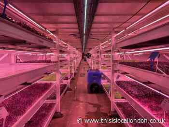 Inside London’s first underground farm