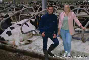 Jonas zijn koeien krijgen wel een heel speciaal comfort en daar profiteert ook jonge melkveehouder van: “Een gelukkige koe zorgt voor een gelukkige boer” - Het Nieuwsblad