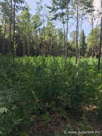 Ag Commissioner wants no part of Mississippi medical marijuana - supertalk.fm