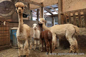 Alpaca your bags and head to Grand A Alpaca farm by Jasper - Pipestone County Star