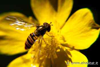 Ispra, il rapporto sulla biodiversità in Italia presenta dati preoccupanti - eHabitat