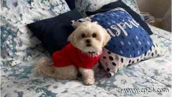 Ontario woman devastated after her dog killed by coyote outside Markham home - CP24 Toronto's Breaking News