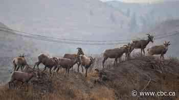 Disease wipes out at least 20 wild bighorn sheep in quick succession in B.C.'s Interior