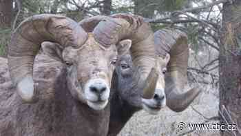 Disease wipes out at least 20 wild bighorn sheep in quick succession in B.C.'s Interior