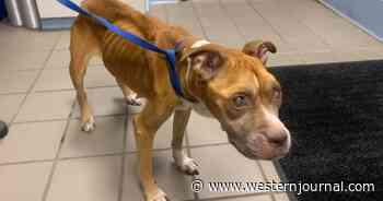 Blind and Severely Malnourished Dog Rescued from Streets by Police, Looks Like Brand-New Dog Nearly 1 Month Later