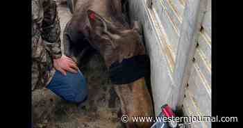 Colorado Moose Calf Reunited with Mother After Plummeting 4 Feet Into Burned Basement