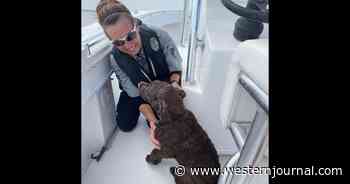 2 Hours After Puppy Is Swept Away by Ocean Current, Police Perform Miraculous Rescue When They Spot Nose Above Water
