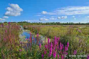 175 vogelsoorten floreren in nieuw plasdrasgebied in Antwerpse haven - Gazet van Antwerpen